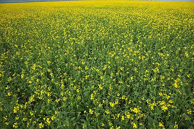 据报道日本艺人被告诫不要公开讨论《幻兽帕鲁》游戏