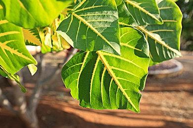 《铃芽之旅》国内定档3月24日 官方发布定档预告